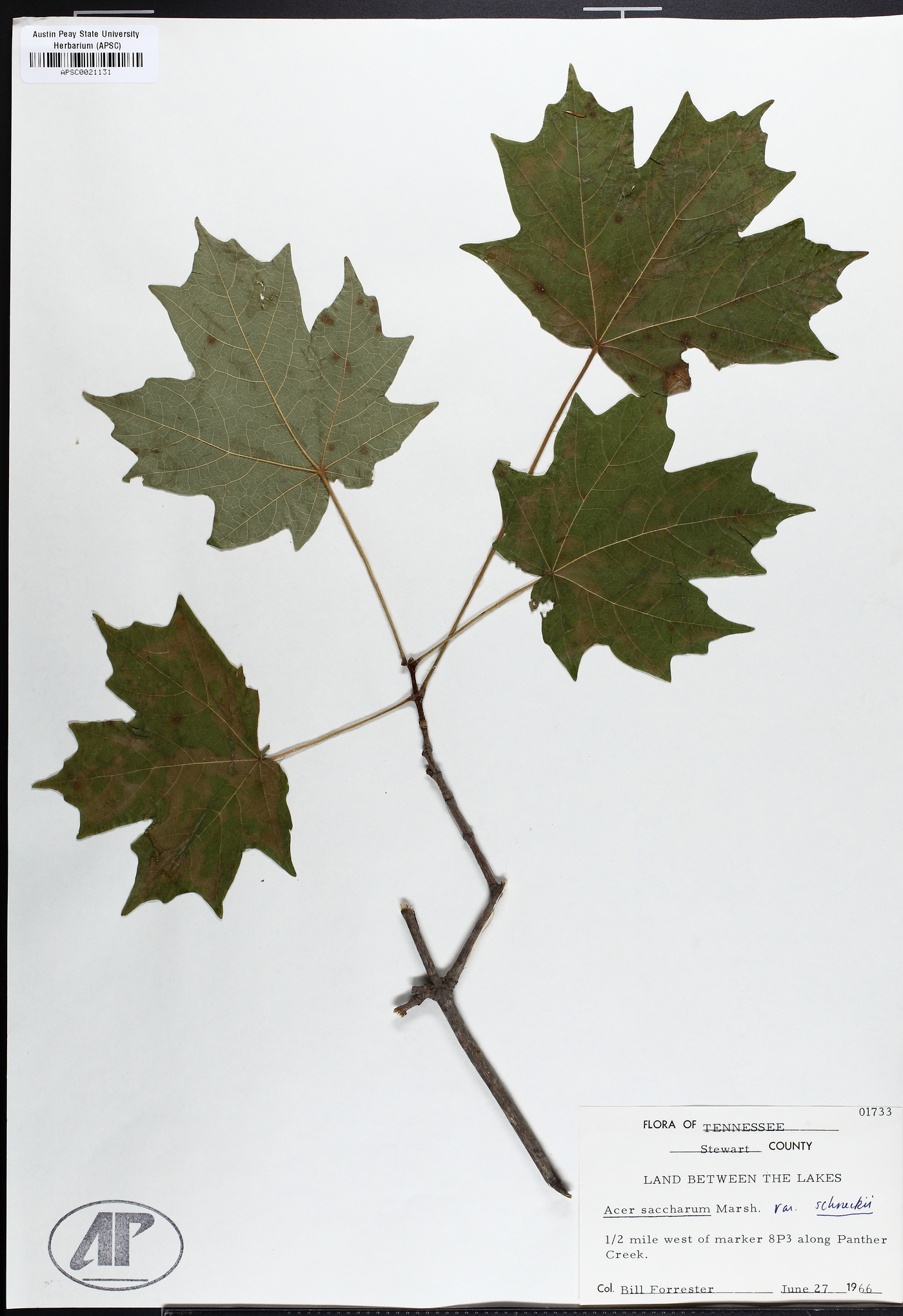 Acer saccharum var. schneckii image