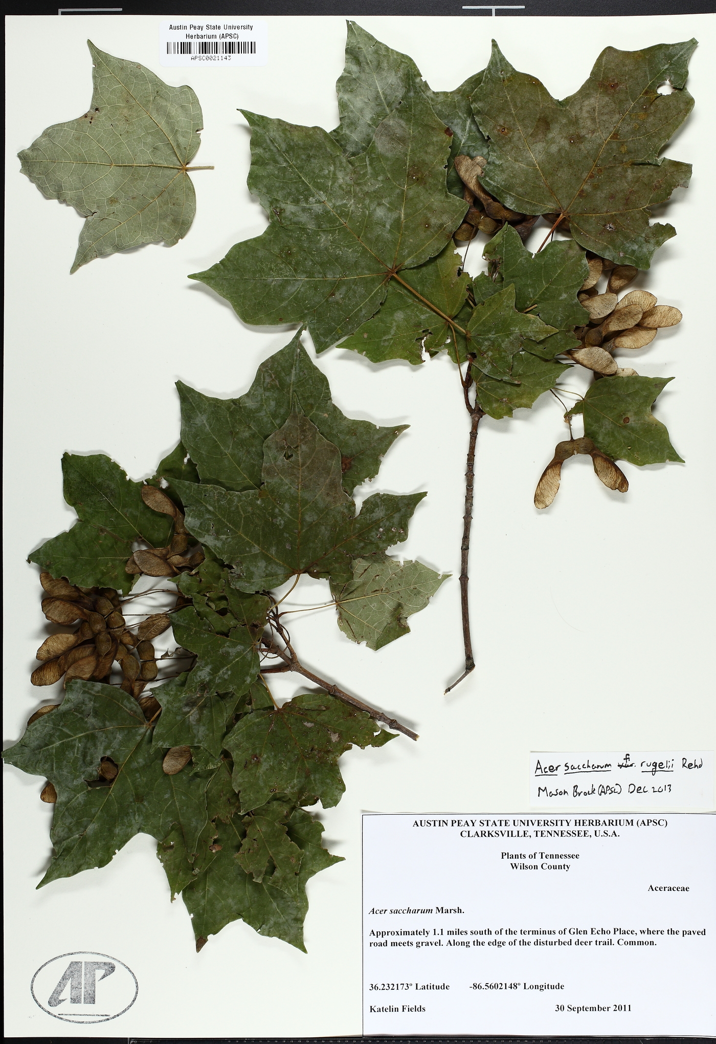 Acer saccharum var. schneckii image