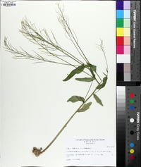 Cardamine bulbosa image