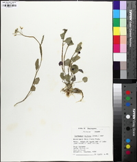 Cardamine bulbosa image