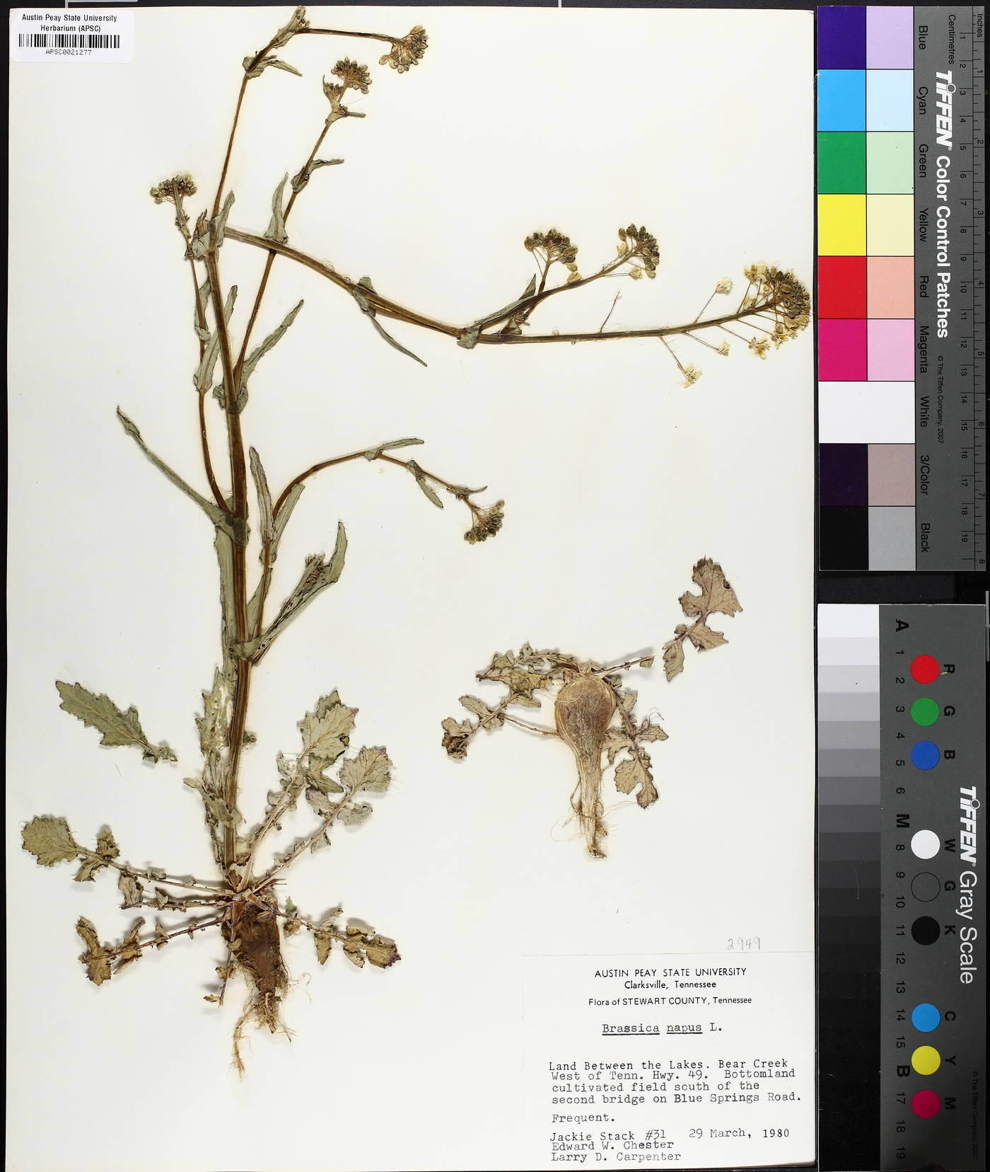 Brassica napus image
