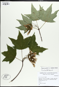 Acer saccharum var. schneckii image