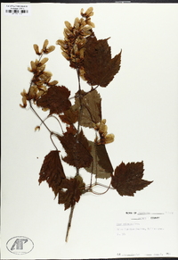 Acer spicatum image