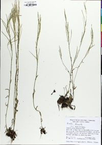 Arabis pycnocarpa image