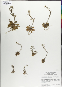 Arabidopsis thaliana image