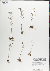 Arabidopsis thaliana image