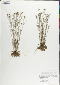 Arabidopsis thaliana image