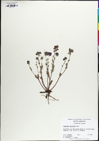 Phacelia maculata image