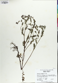 Phacelia purshii image