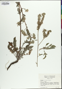 Phacelia imbricata image