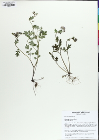 Phacelia hirsuta image