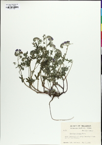 Phacelia hirsuta image