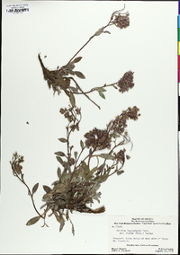 Phacelia hastata image