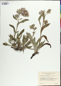 Phacelia hastata image