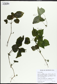 Circaea alpina image