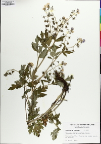 Phacelia bipinnatifida image