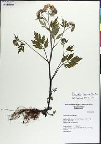 Phacelia bipinnatifida image