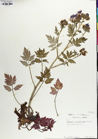 Phacelia bipinnatifida image