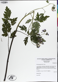 Phacelia bipinnatifida image