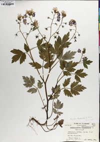 Phacelia bipinnatifida image