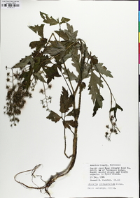 Phacelia bipinnatifida image