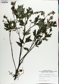 Phacelia bipinnatifida image