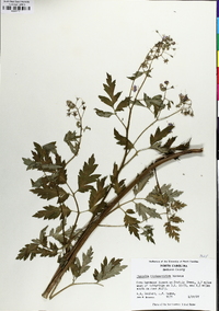 Phacelia bipinnatifida image