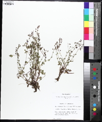 Phacelia glabra image