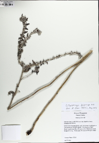 Lithospermum bejariense image