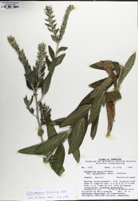 Lithospermum bejariense image