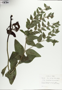 Lithospermum helleri image