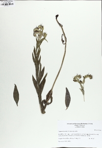Lithospermum molle image