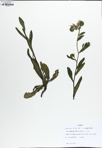 Onosmodium virginianum image