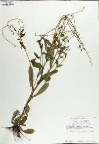 Myosotis macrosperma image