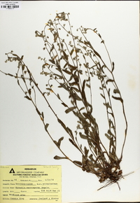 Myosotis macrosperma image