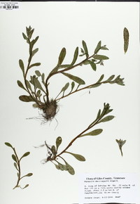 Myosotis macrosperma image