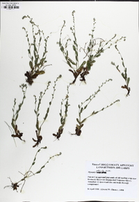 Myosotis stricta image