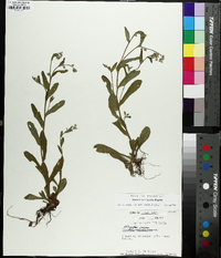 Myosotis macrosperma image