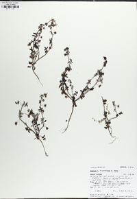 Nemophila breviflora image