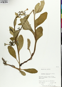 Mertensia virginica image