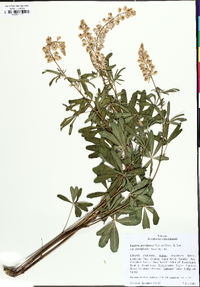 Lupinus parviflorus image