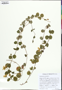 Lysimachia nummularia image