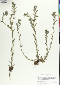 Buglossoides arvensis image