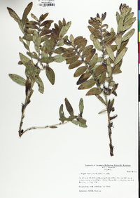 Lithospermum canescens image