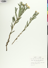 Lithospermum canescens image