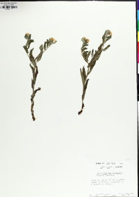 Lithospermum canescens image