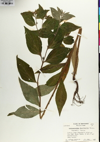 Lithospermum latifolium image