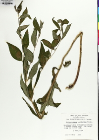 Lithospermum latifolium image