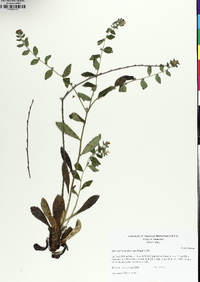 Lithospermum tuberosum image