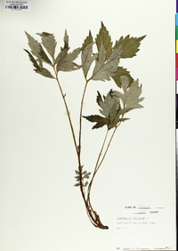 Hydrophyllum virginianum image